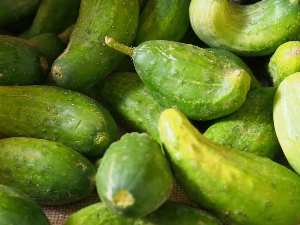 Jarhead Pickling Blog Dill Pickles featuring Kirby Cucumbers