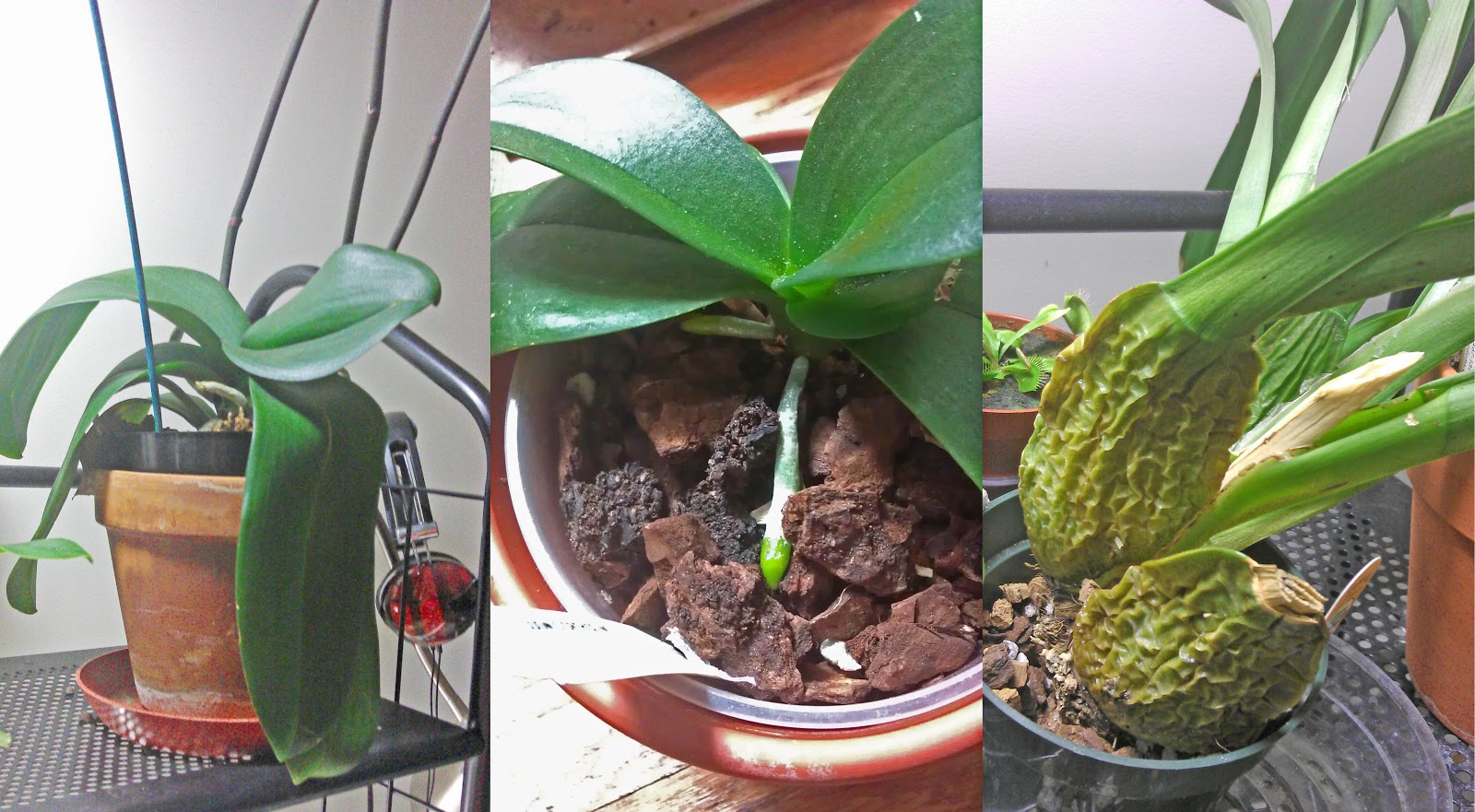 Maria's Orchids How long can orchids survive without watering?