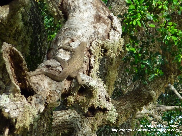 Crocodile et reptiles à Yala au Sri Lanka