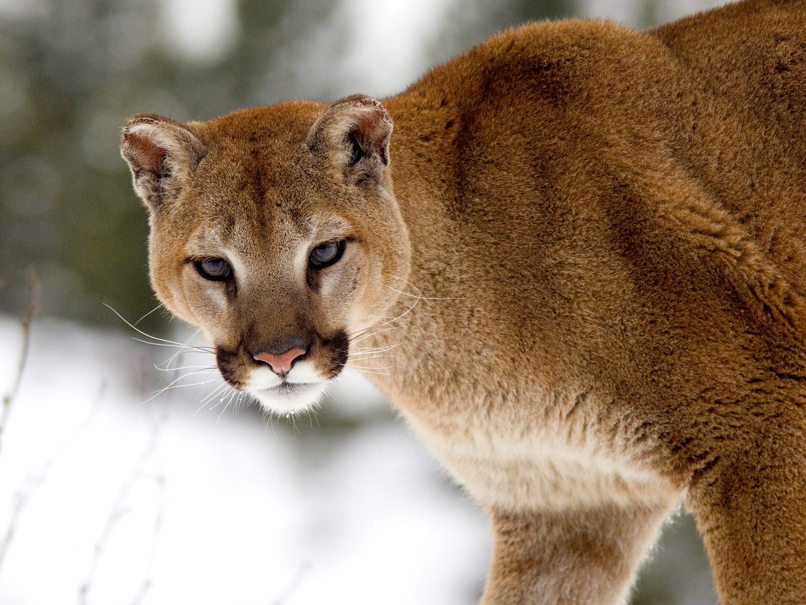The Biggest Animals Kingdom: Cougar
