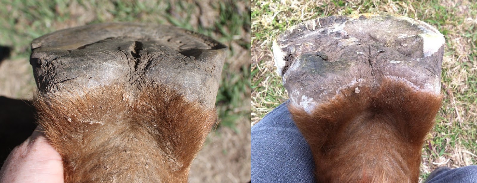 The Glorious Hoof Update on (abscess hole)