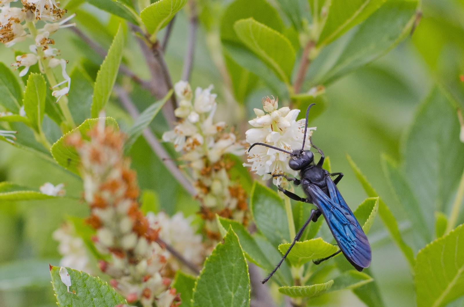 Urban Wildlife Guide Great Black Wasp