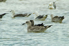 Caspian Gull Score at Shawell 2016