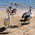 Różowodziobe pelikany w australijskim San Remo