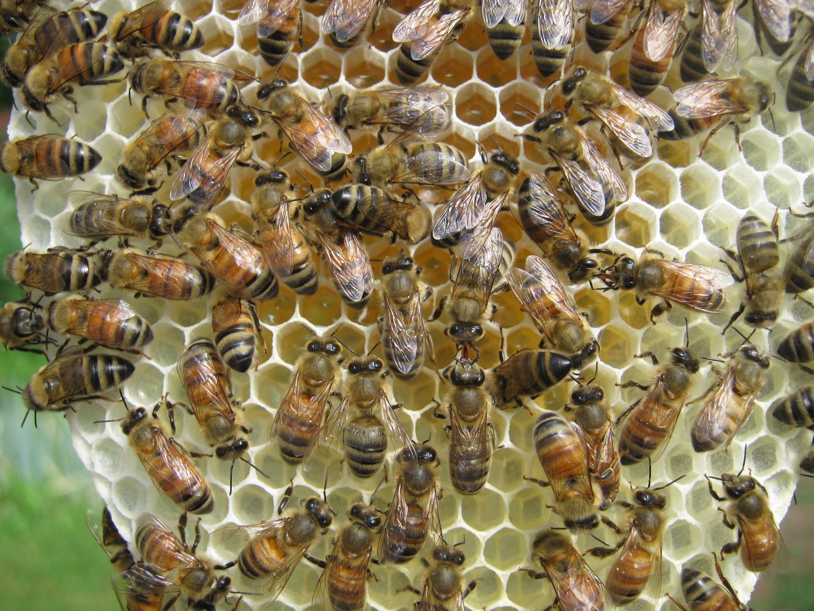 Package bees, Honey Bees, Live bees, Preorder Sale, Mated Queen Bee eBay