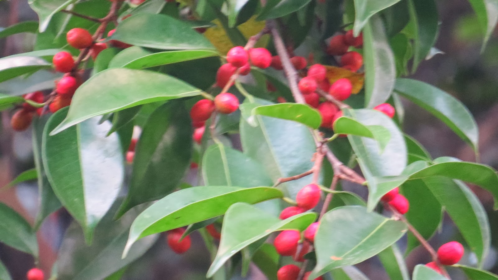Photography with Dr. Ernie. Ficus red berries