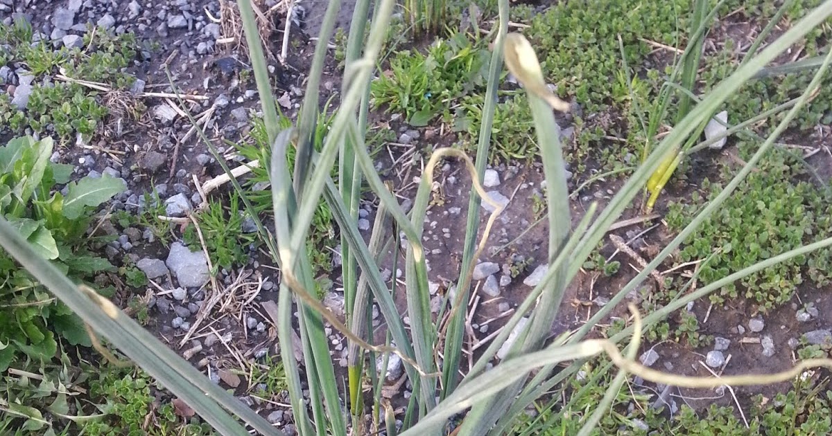 The 7 P's Blog Wild Edible/Medicinal Wild Onion (Allium Canadense)