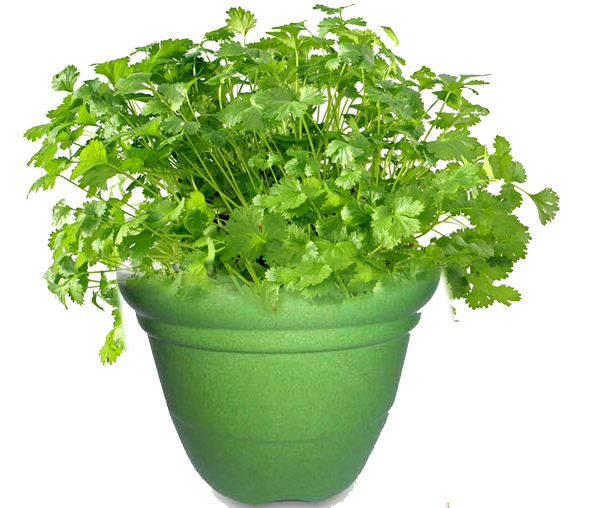 Health Benefits of Coriander