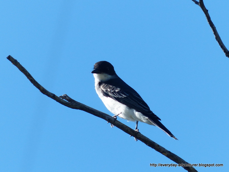 The Everyday Adventurer Black And White Birds