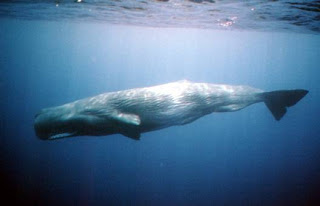 sperm whale