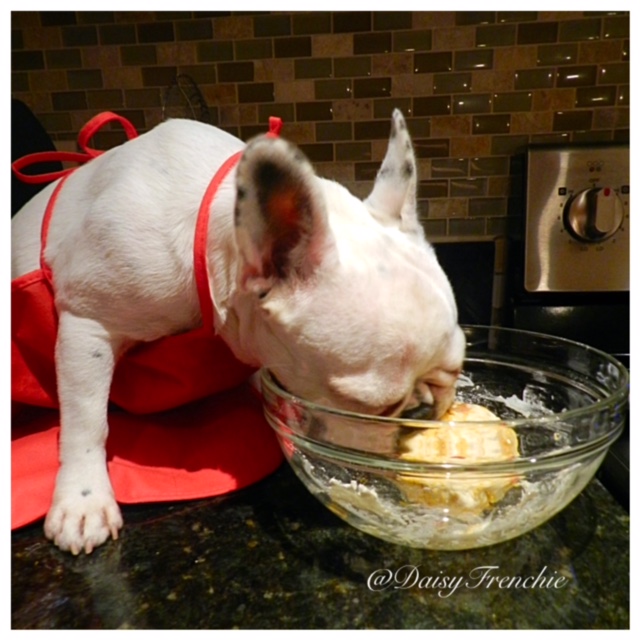 Daisy The French Bulldog Tasty Tuesday Super Easy Bulldog Bacon