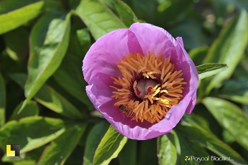 pollinisation de pivoine photo pascal blachier au dela du cliche