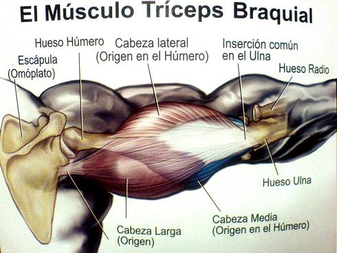 Press francés para trabajar tus tríceps: la técnica correcta, la  musculatura implicada y diferentes formas de