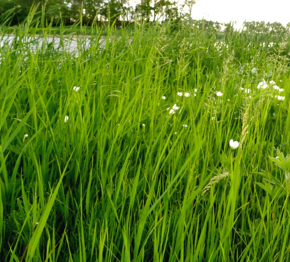 Best Grass For Goats Modern Farming Methods