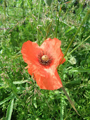 Flanders  Poppy