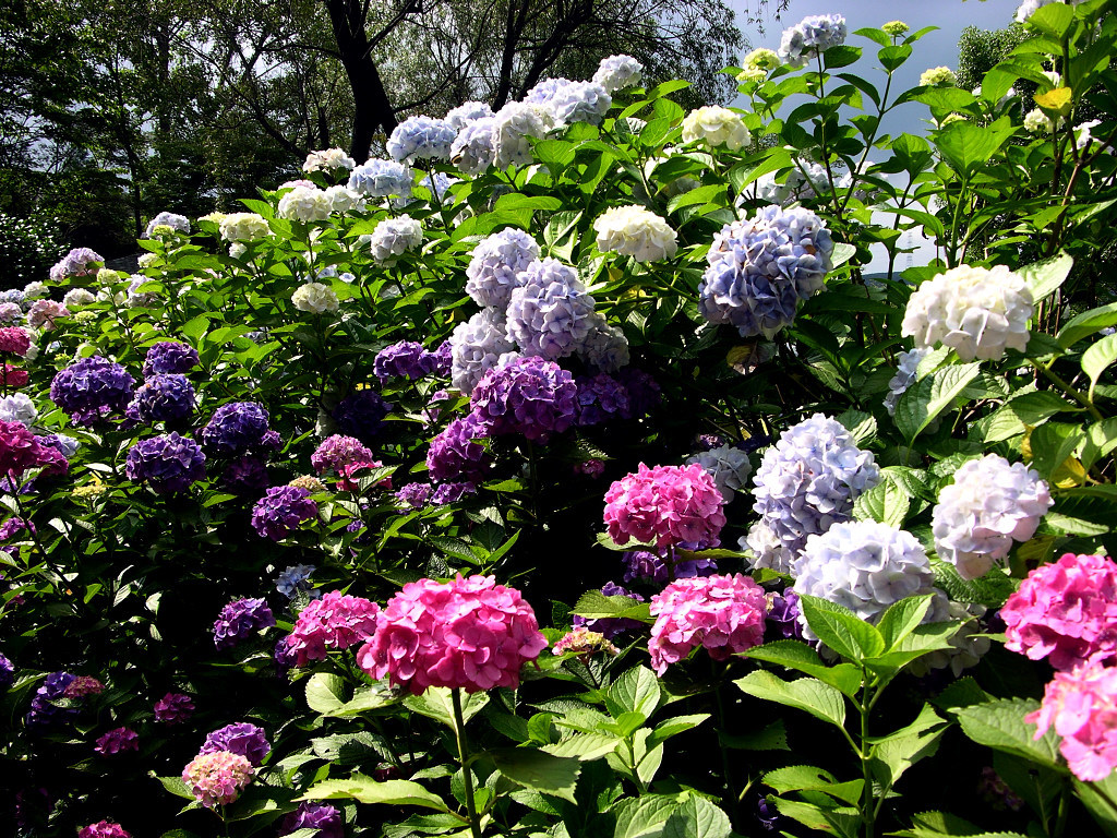 Flower Garden Wallpaper | Top HD Wallpapers