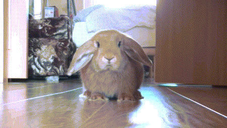 http://1.bp.blogspot.com/-UfhuReXXssk/UcCoDlYqOWI/AAAAAAAAj98/O20FNb10p3s/s1600/008-funny-animal-gifs-bunny.gif