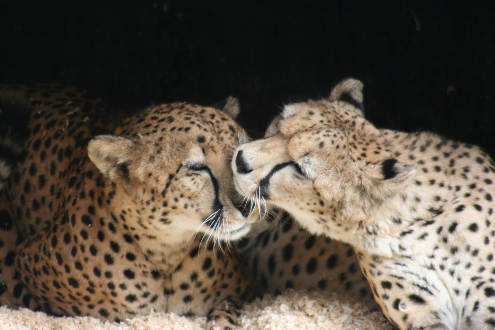Love, Joy and Peas: Cheetah Love