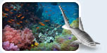 SharkBreak™ Relax. Take a Shark Break!™ Online Aquarium