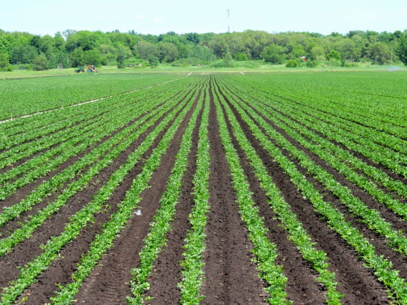 My Little Corner of the World Celery Farm