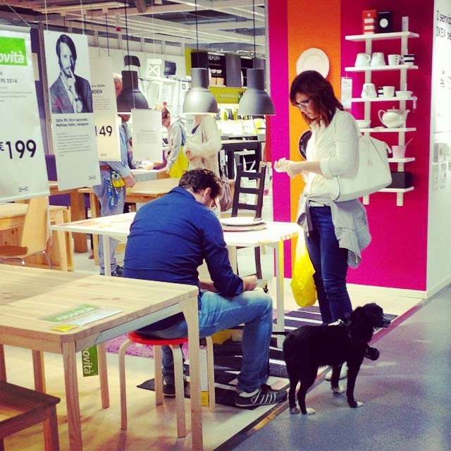A dog is patiently waiting for his humans in Ikea