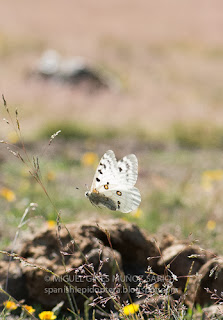 Parnassius apollo nevadensis, La Ragua, Sierra Nevada, Granada, Miguel Ginés Muñoz Sariot