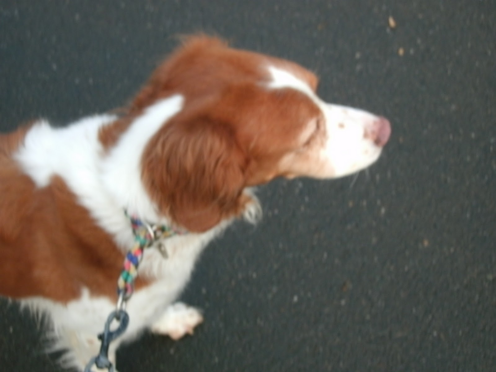 dogs und mehr Epagneul Breton