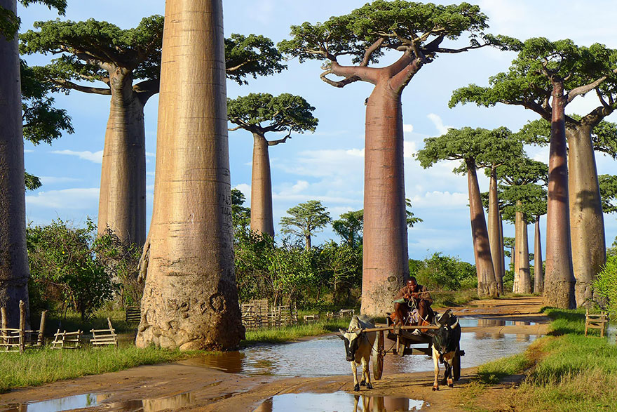 Árboles Baobab, Madagascar.
