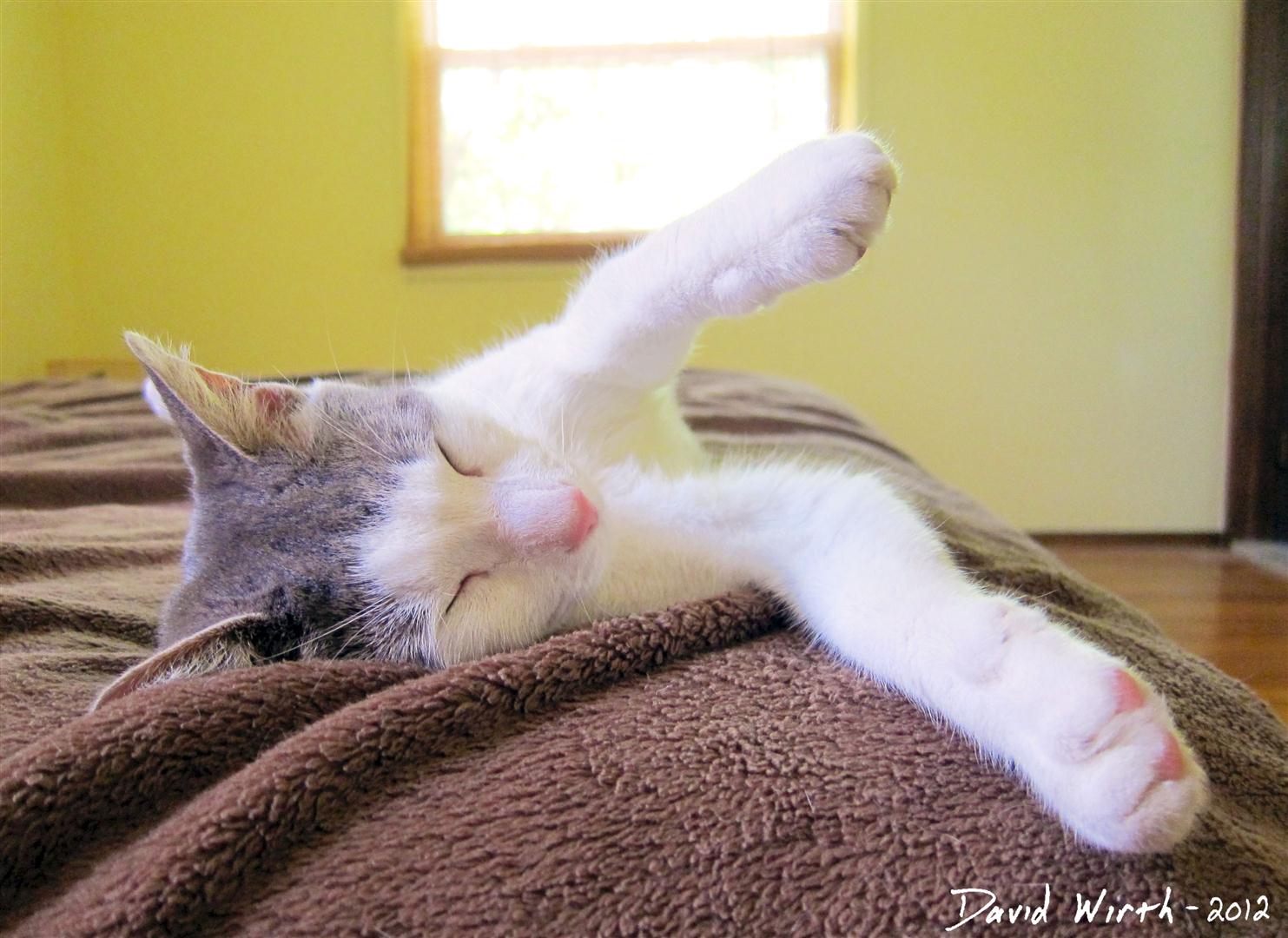 Cat Flys in His Sleep