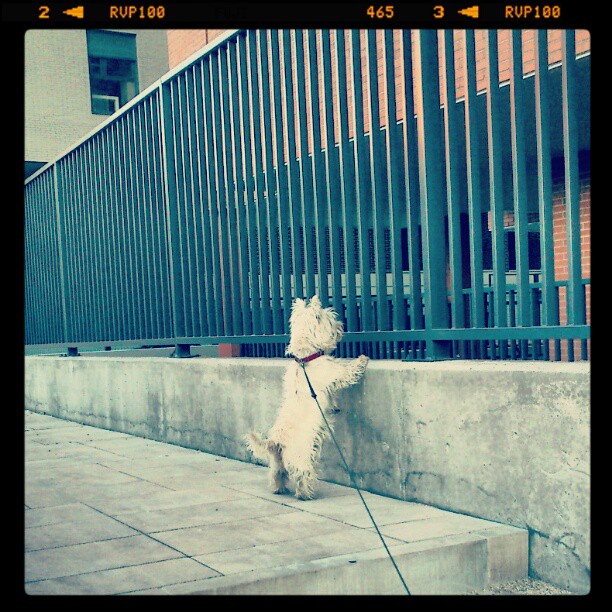 La belleza del desencanto: Resumen del estado del arte de la casa nueva