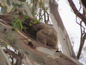 Koala at Thompson's Beach Cobram 2012