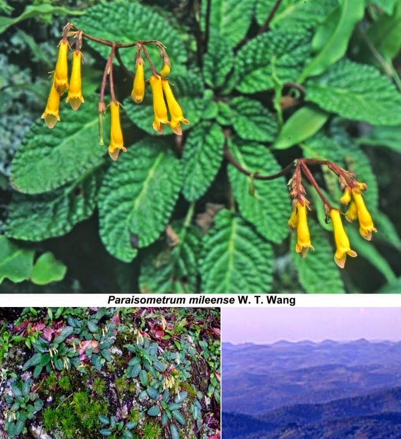 Species New To Science Botany 2014 Taxonomic Status