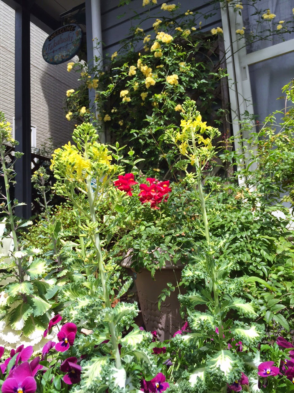 ひとみのフェイバリット モッコウバラ咲きました