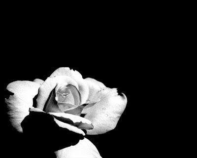 Black Wallpaper flower black wallpaper