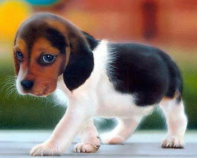beagles and children