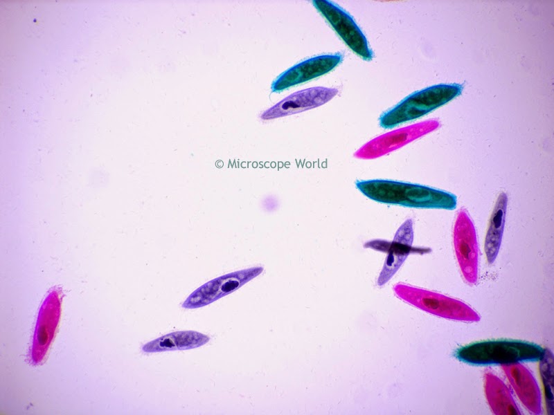 Microcope image of paramecium at 100x
