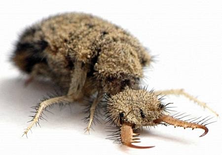 antlion small ant lion african five insect myrmeleontidae facts africa alternative treatment larva learn information big diabetes