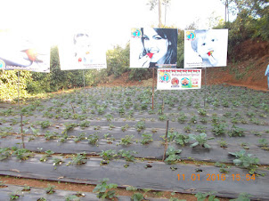 Strawberry Farm in Mahabaleshwar.