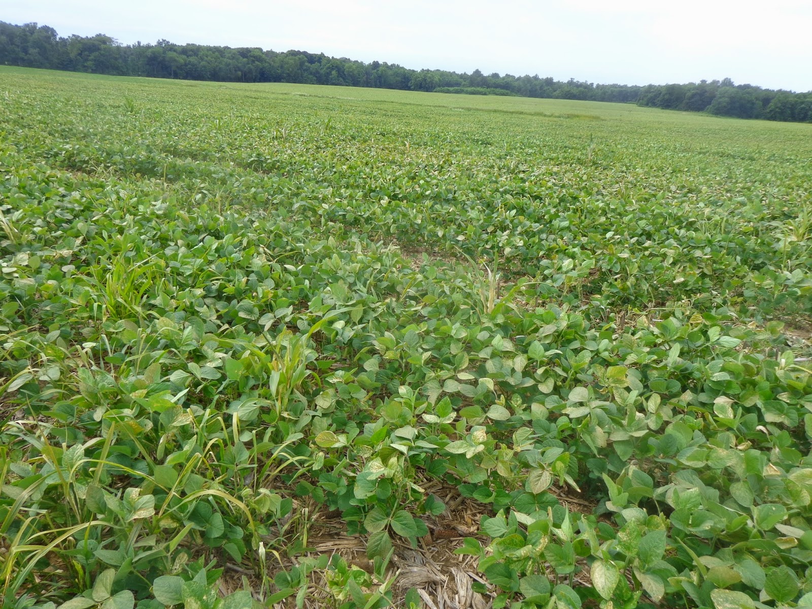 HyMark High Spots Indiana Record High Soybean Yield