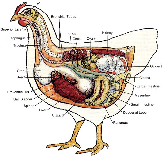 natural chicken keeping why