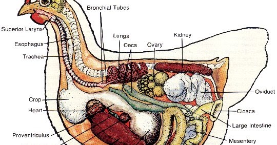 Natural Chicken Keeping: Why Do Hens Become Egg Bound?