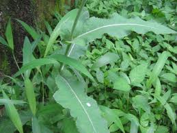 obat tradisional: manfaat tapak liman