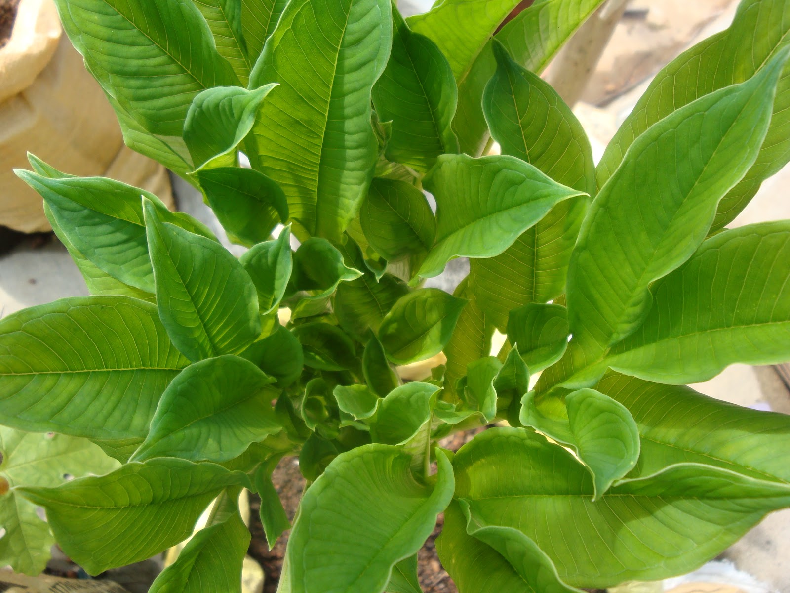 Organic micro farm and vegetable terrace garden Growing Elephant Yam