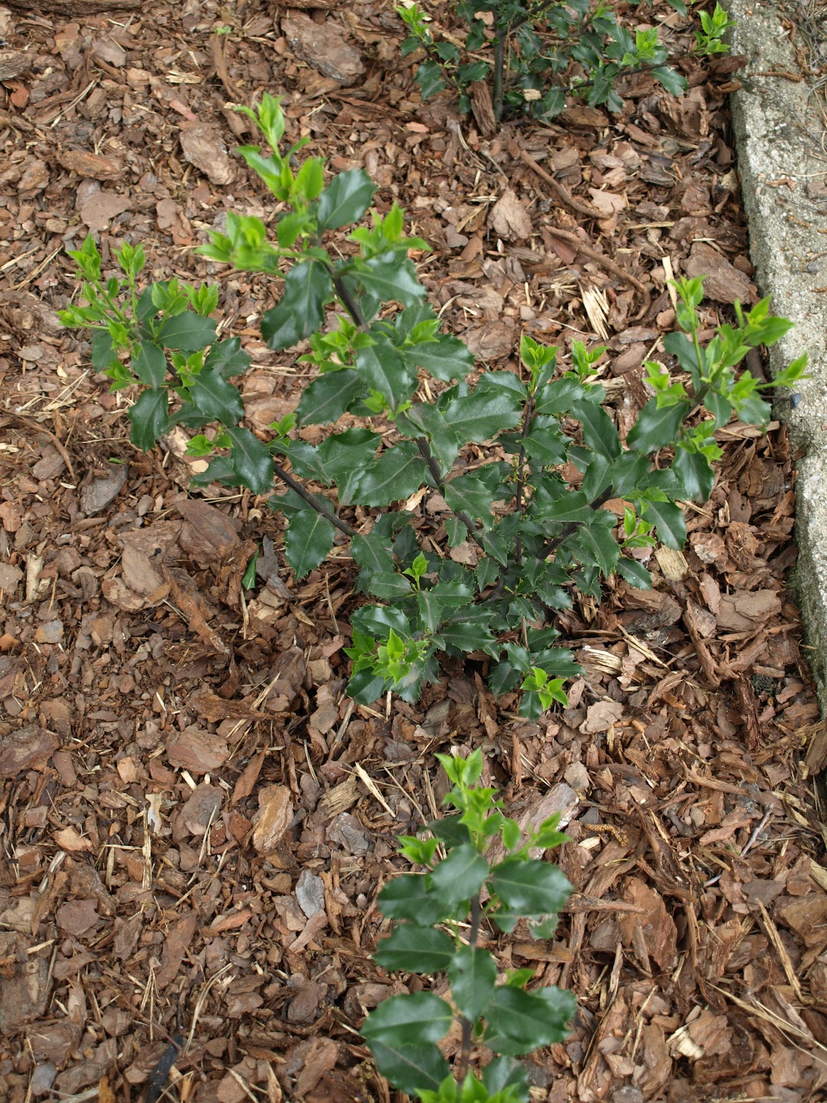 Zimozielony Ogrod Maja 2012