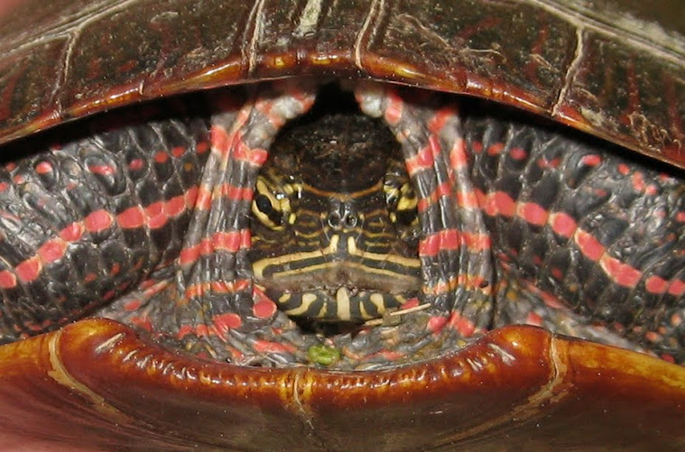 Painted Turtle (Chrysemys picta)