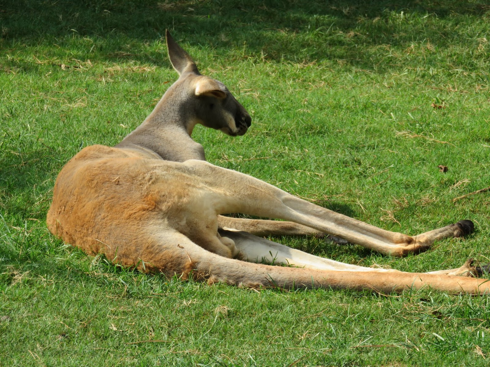 Big Daddy Dave: Wild Animal Safari – Georgia