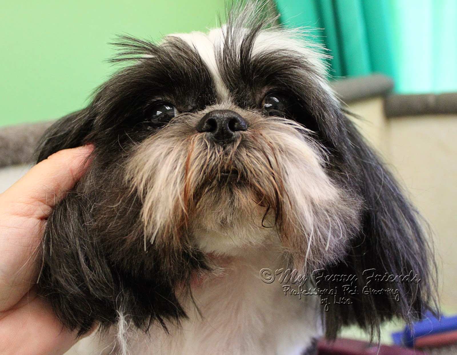 matted shih tzu pet grooming the the bad the two posts matted shih tzu pet grooming the the bad the two posts