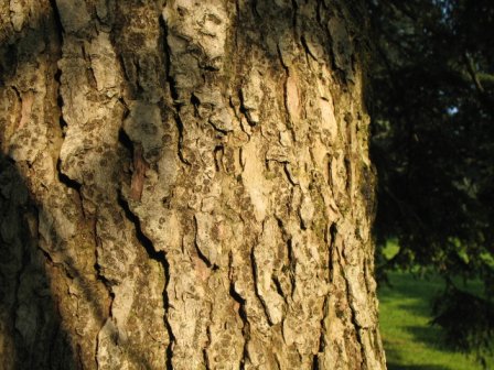 The World´s Tree Species: Western hemlock tree