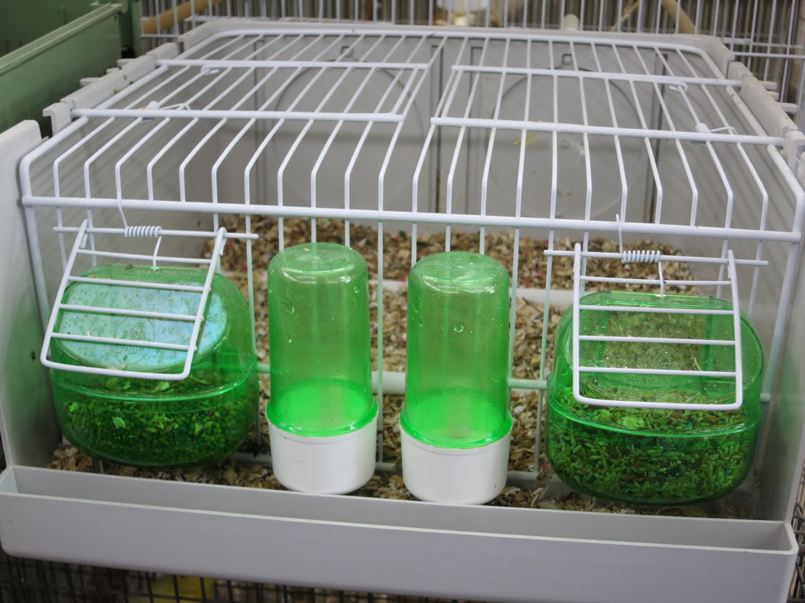 Canary Tales Danger of Wire Bottom Cages