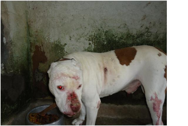 farmer boys pitbulls